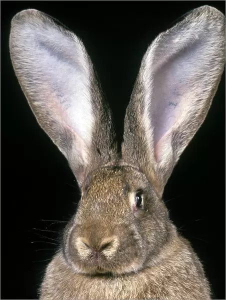 Giant Flemmish Rabbit - close-up of head & ears