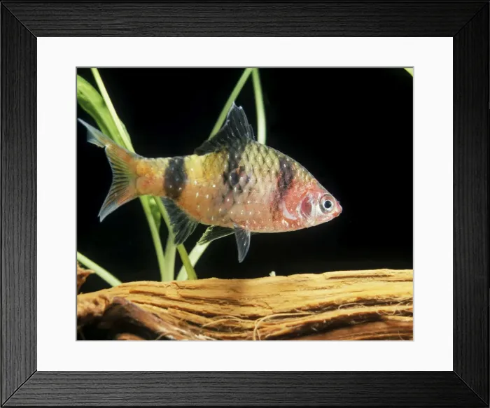 Framed Print : Black Ruby Barb Fish - Female. Freshwater Aquarium Fish Southern Sri Lanka Framed Print : Black Ruby Barb Fish - Female. Freshwater Aquarium Fish Southern Sri Lanka