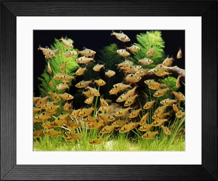 Framed Print : Serpae Tetra - Shoal. Freshwater Aquarium Fish Framed Print : Serpae Tetra - Shoal. Freshwater Aquarium Fish