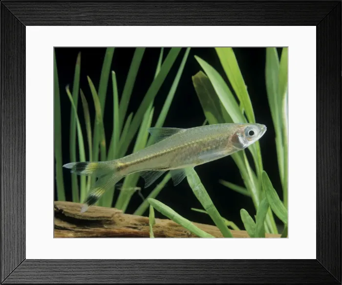 Framed Print : Scissortail Rasbora / Three-lined Rasbora Freshwater Aquarium Fish S. E. Asia Framed Print : Scissortail Rasbora / Three-lined Rasbora Freshwater Aquarium Fish S. E. Asia