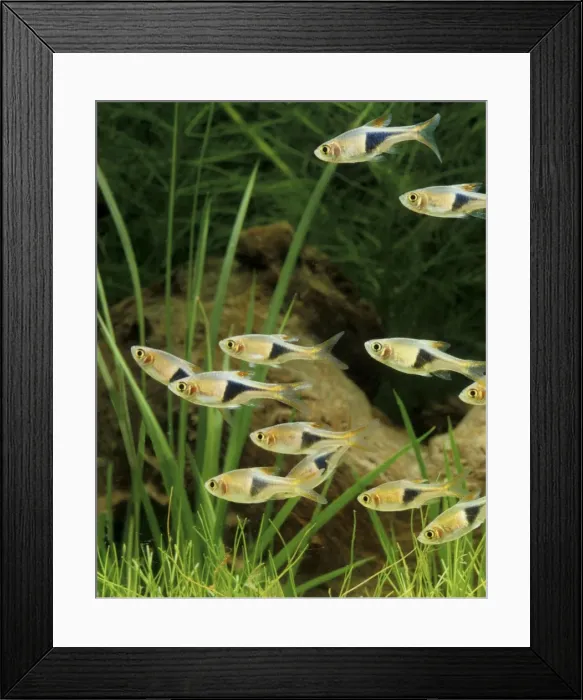 Framed Print : Harlequin Fish - Shoal. Freshwater Aquarium Fish S. E. Asia