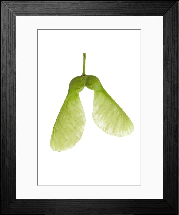 Framed Print : Maple seed - close-up studio Framed Print : Maple seed - close-up studio