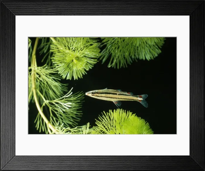 Framed Print : Dwarf Pencilfish Amazon Basin Framed Print : Dwarf Pencilfish Amazon Basin