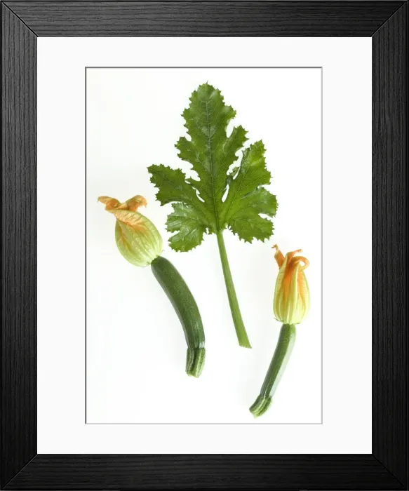Framed Print : Courgette - with flowers & leaf Framed Print : Courgette - with flowers & leaf