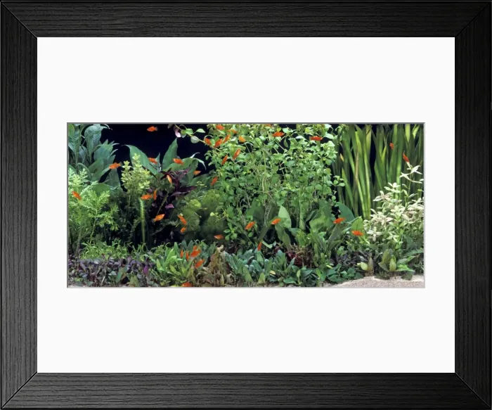 Framed Print : Fish - Red Platys in Aquarium tank
