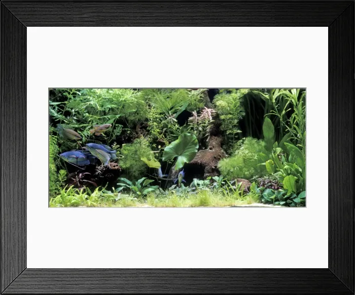 Framed Print : Fish - Gourami in Aquarium tank Fam: Anabantidae