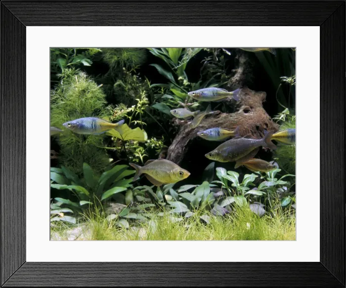 Framed Print : Rainbow Fish in Aquarium tank