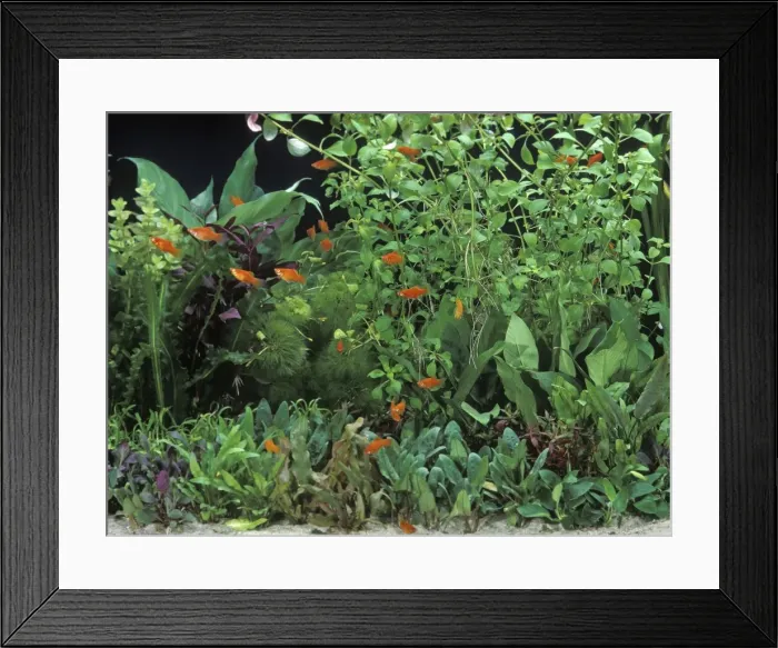 Framed Print : Fish - Red Platys in Aquarium tank