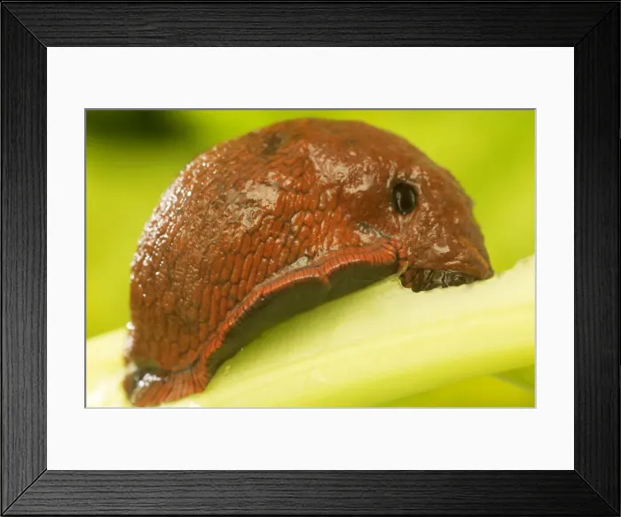 Framed Print : Slug. LA-1601. Slug - eating leaf. Jean Michel Labat