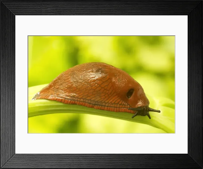 Framed Print : Slug. LA-1602. Slug - on leaf. Jean Michel Labat Framed Print : Slug. LA-1602. Slug - on leaf. Jean Michel Labat