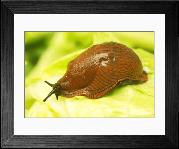 Framed Print : Slug. LA-1603. Slug - on leaf. Jean Michel Labat Framed Print : Slug. LA-1603. Slug - on leaf. Jean Michel Labat