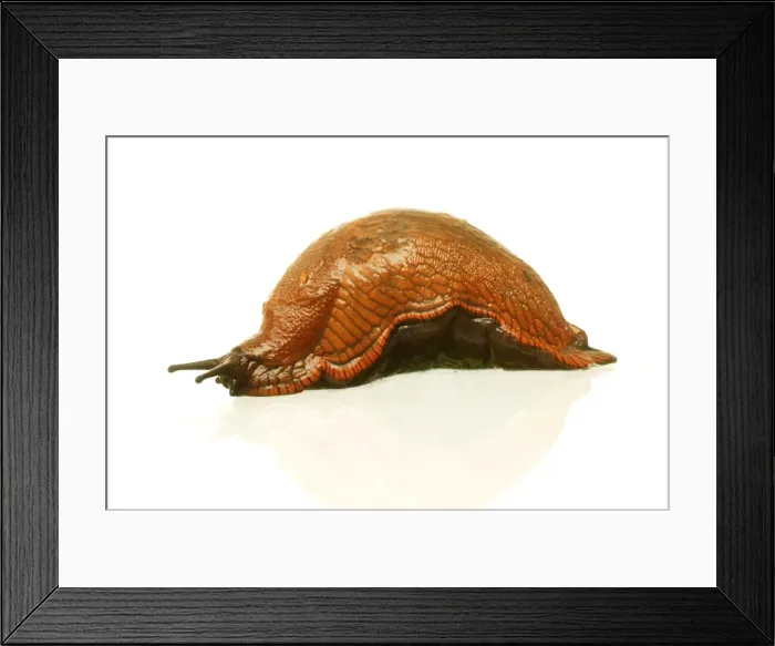 Framed Print : Slug. LA-1604. Slug. Studio. Jean Michel Labat Framed Print : Slug. LA-1604. Slug. Studio. Jean Michel Labat
