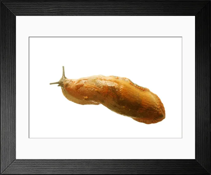 Framed Print : Slug. LA-1605. Slug. Studio. Jean Michel Labat Framed Print : Slug. LA-1605. Slug. Studio. Jean Michel Labat