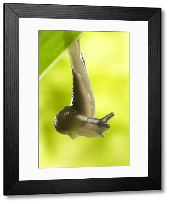 Framed Print : Garden Slug - hanging off leaf Framed Print : Garden Slug - hanging off leaf