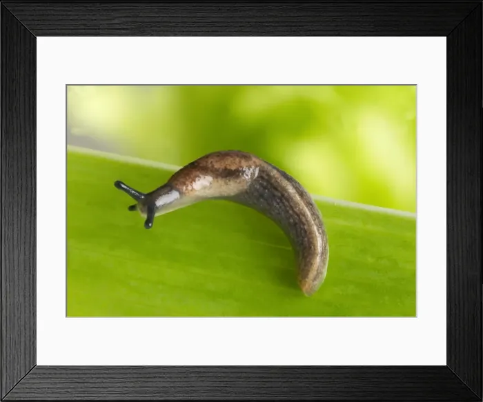 Framed Print : Garden Slug - on leaf Framed Print : Garden Slug - on leaf
