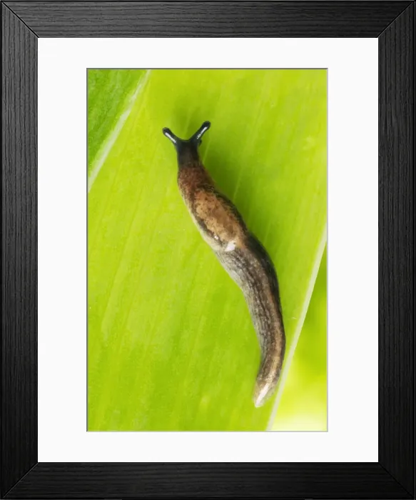 Framed Print : Garden Slug - on leaf Framed Print : Garden Slug - on leaf