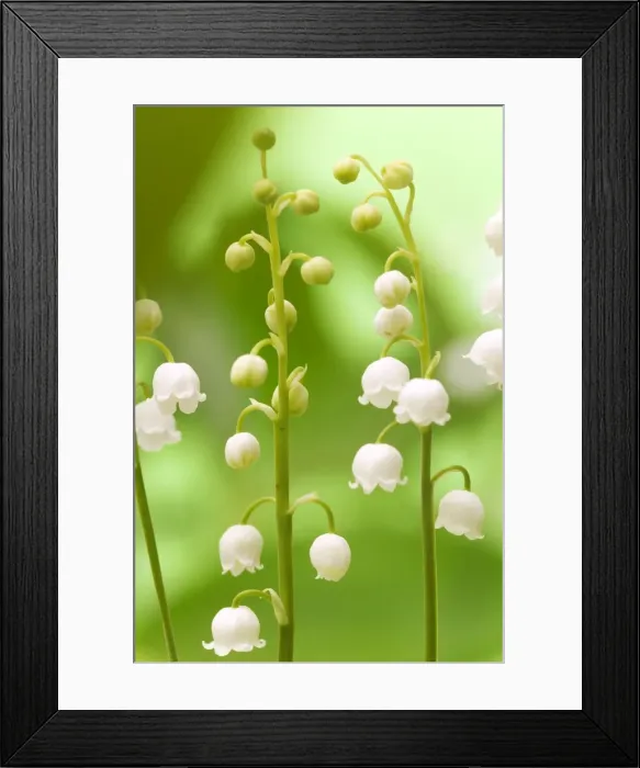 Framed Print : Lily of the Valley Framed Print : Lily of the Valley