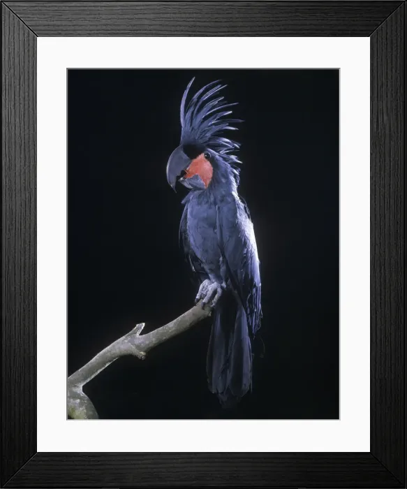 Framed Print : Goliath's Palm Cockatoo Framed Print : Goliath's Palm Cockatoo