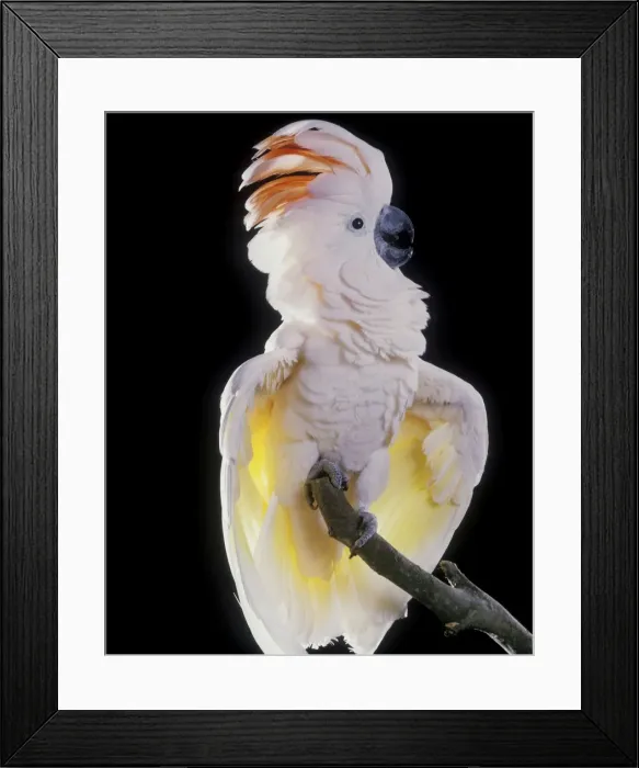 Framed Print : Major Mitchell's Cockato Framed Print : Major Mitchell's Cockato