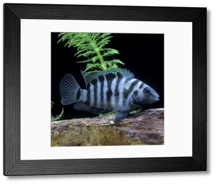 Framed Print : Zebra / Convict Cichlid Framed Print : Zebra / Convict Cichlid