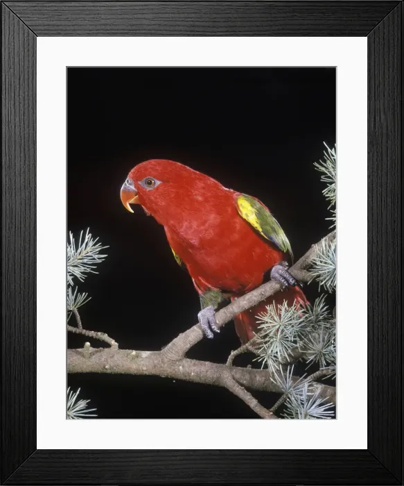 Framed Print : Chattering Lory Framed Print : Chattering Lory