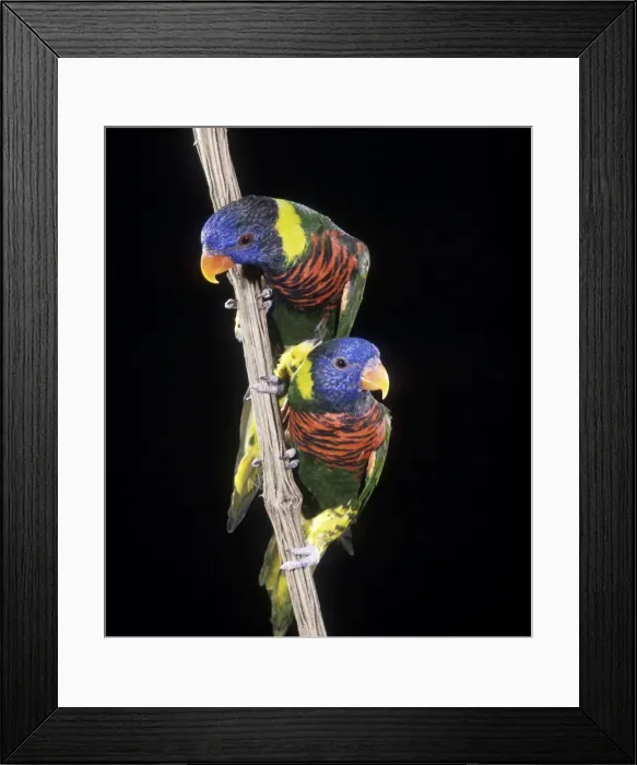 Framed Print : Rosenberg's Lorikeet Framed Print : Rosenberg's Lorikeet