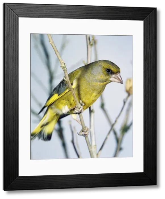 Framed Print : Greenfinch. Watercolour effect Framed Print : Greenfinch. Watercolour effect