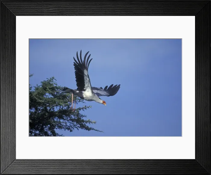 Framed Print : Secretary Bird - in flight Framed Print : Secretary Bird - in flight