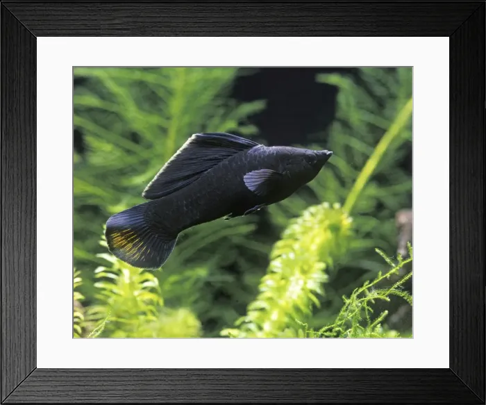 Framed Print : Black Molly Fish Framed Print : Black Molly Fish