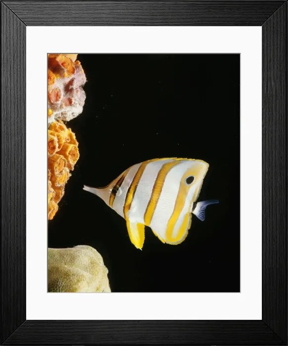 Framed Print : Copperband / Long-nosed Butterfly Fish - feeding at coral Framed Print : Copperband / Long-nosed Butterfly Fish - feeding at coral