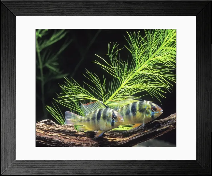 Framed Print : Cichlid - Ramirez dwarf Aquarium Latin also Microgeophagus ramirezi Framed Print : Cichlid - Ramirez dwarf Aquarium Latin also Microgeophagus ramirezi
