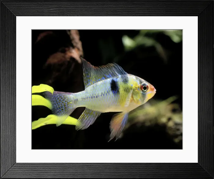 Framed Print : Cichlid - Ramirez dwarf Aquarium Latin also Microgeophagus ramirezi Framed Print : Cichlid - Ramirez dwarf Aquarium Latin also Microgeophagus ramirezi