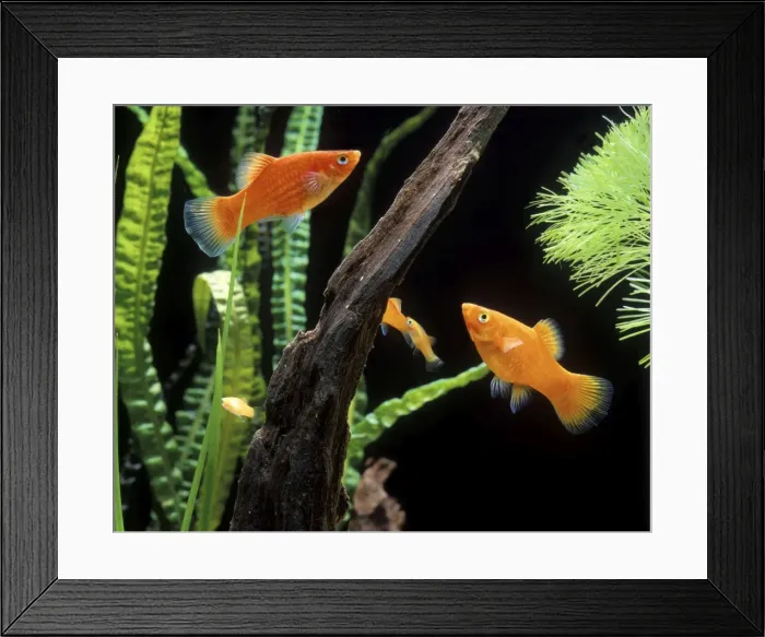 Framed Print : Southern Platy Aquarium Framed Print : Southern Platy Aquarium