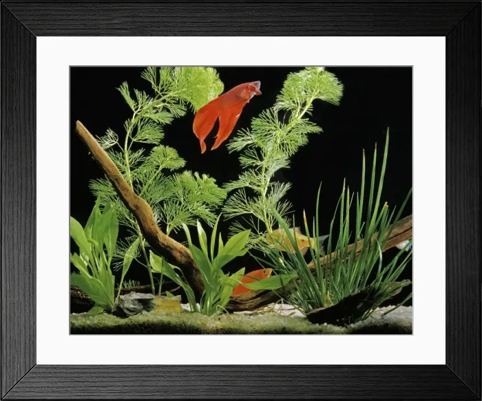 Framed Print : Siamese Fighting Fish Aquarium Framed Print : Siamese Fighting Fish Aquarium