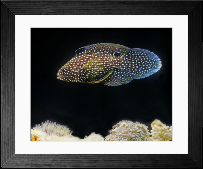 Framed Print : Marine Betta Fish Framed Print : Marine Betta Fish