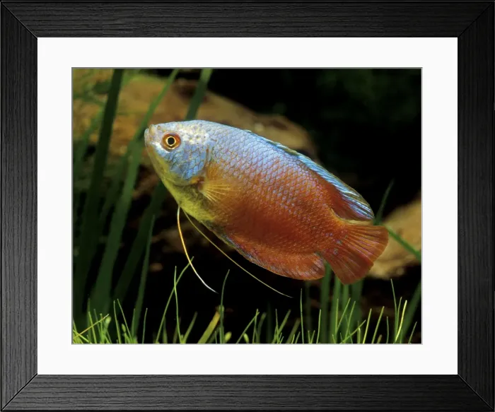 Framed Print : Honey Gourami Brahmaputra River, India Framed Print : Honey Gourami Brahmaputra River, India
