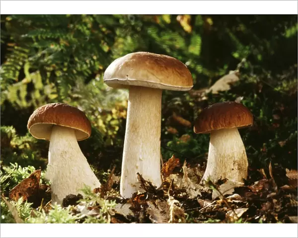 Cep  /  Penny Bun Bolete Fungi - edible France