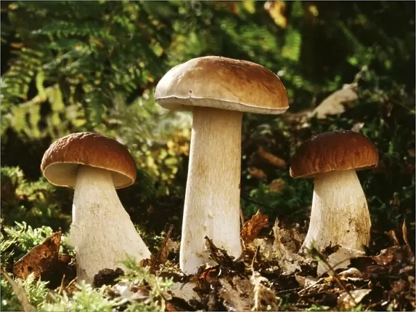Cep  /  Penny Bun Bolete Fungi - edible France