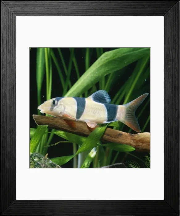 Framed Print : Clown Loach Framed Print : Clown Loach