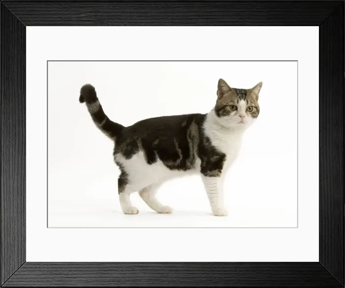 Framed Print : Cat - American shorthair white brown tabby Framed Print : Cat - American shorthair white brown tabby