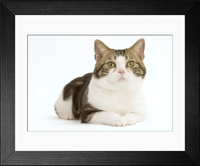Framed Print : Cat - American shorthair white brown tabby Framed Print : Cat - American shorthair white brown tabby