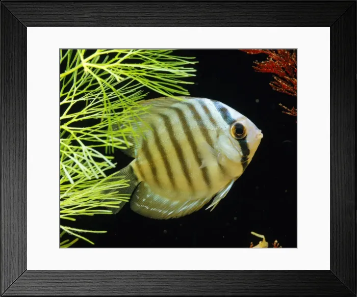Framed Print : Discus Fish Framed Print : Discus Fish