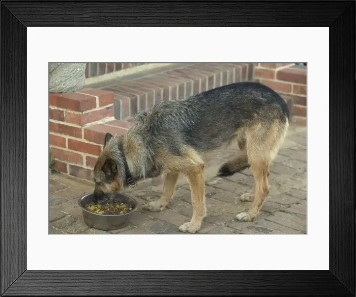 Framed Print : Dog - Mongrel eating food outside Framed Print : Dog - Mongrel eating food outside