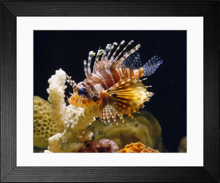 Framed Print : Lion Fish. LA-209. Lion Fish. Jean Michel Labat Framed Print : Lion Fish. LA-209. Lion Fish. Jean Michel Labat