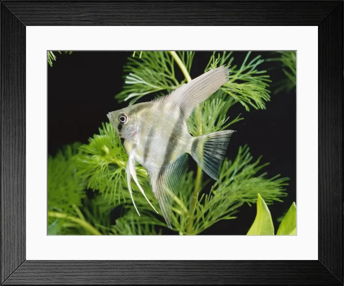Framed Print : Angelfish / Angel Cichlid Framed Print : Angelfish / Angel Cichlid