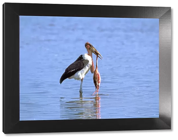 Marabou Stork eating Lesser Flamingo (Phoenicopterus minor). Lake Bogaria - Kenya - Africa