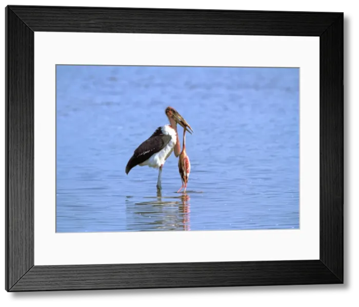 Framed Print : Marabou Stork eating Lesser Flamingo (Phoenicopterus minor). Lake Bogaria - Kenya - Africa Framed Print : Marabou Stork eating Lesser Flamingo (Phoenicopterus minor). Lake Bogaria - Kenya - Africa