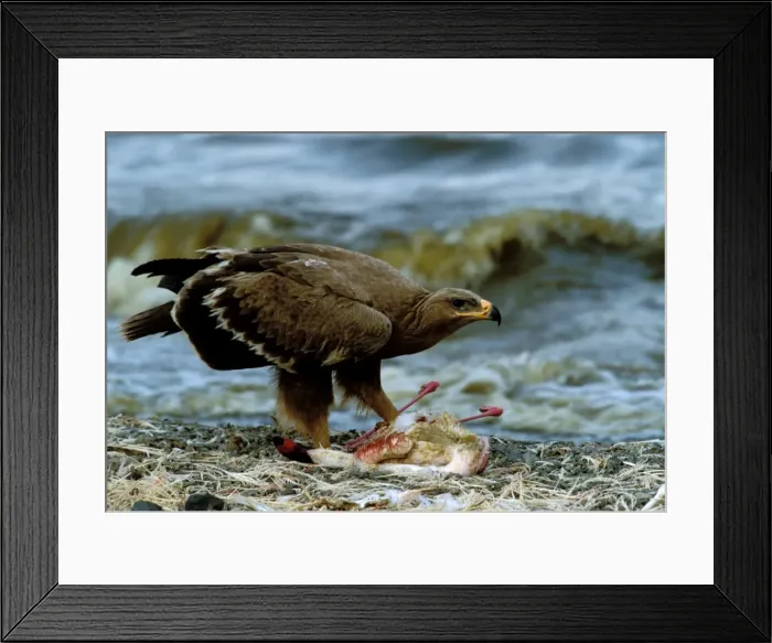 Framed Print : Steppe Eagle eating Lesser Flamingo (Phoenicopterus minor). Lake Bogaria - Kenya - Africa Framed Print : Steppe Eagle eating Lesser Flamingo (Phoenicopterus minor). Lake Bogaria - Kenya - Africa