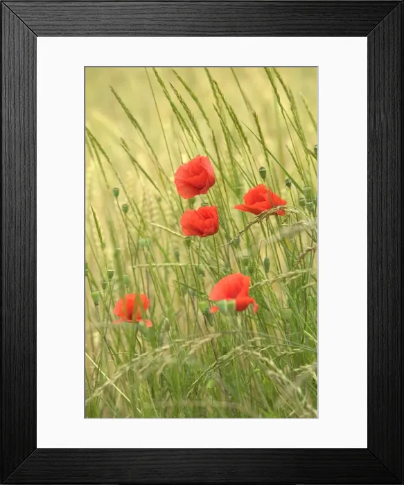 Framed Print : Poppies. LA-2252. Poppies. Jean Michel Labat Framed Print : Poppies. LA-2252. Poppies. Jean Michel Labat