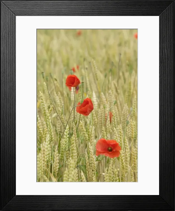 Framed Print : Poppies - in wheat field Framed Print : Poppies - in wheat field